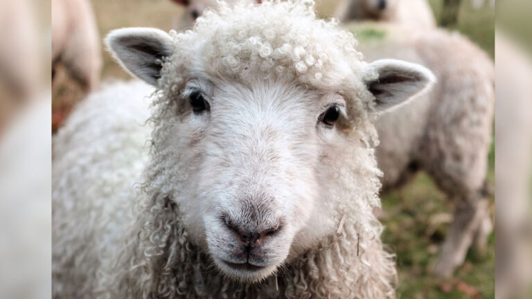 The Shepherding Assignments: To Watch For The Sheep