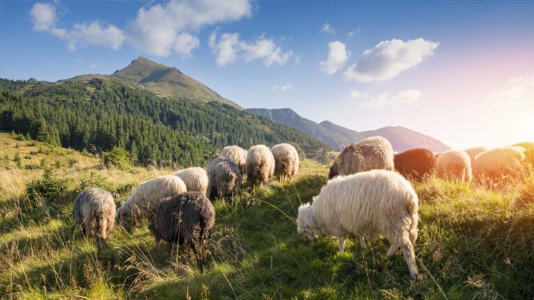 What It Means For The Sheep To Have No Shepherd